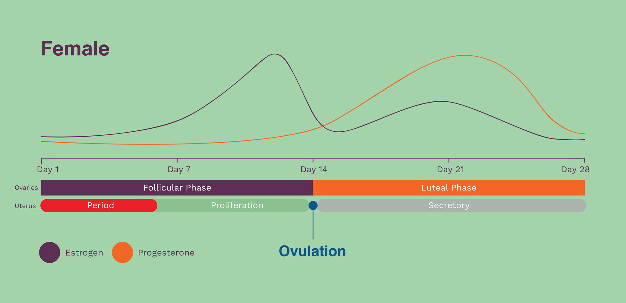 seed-cycling-supplement-seed-cycling-subscription-female-sex-hormones-menstrual-cycle-hormones=progesterone-estrogen